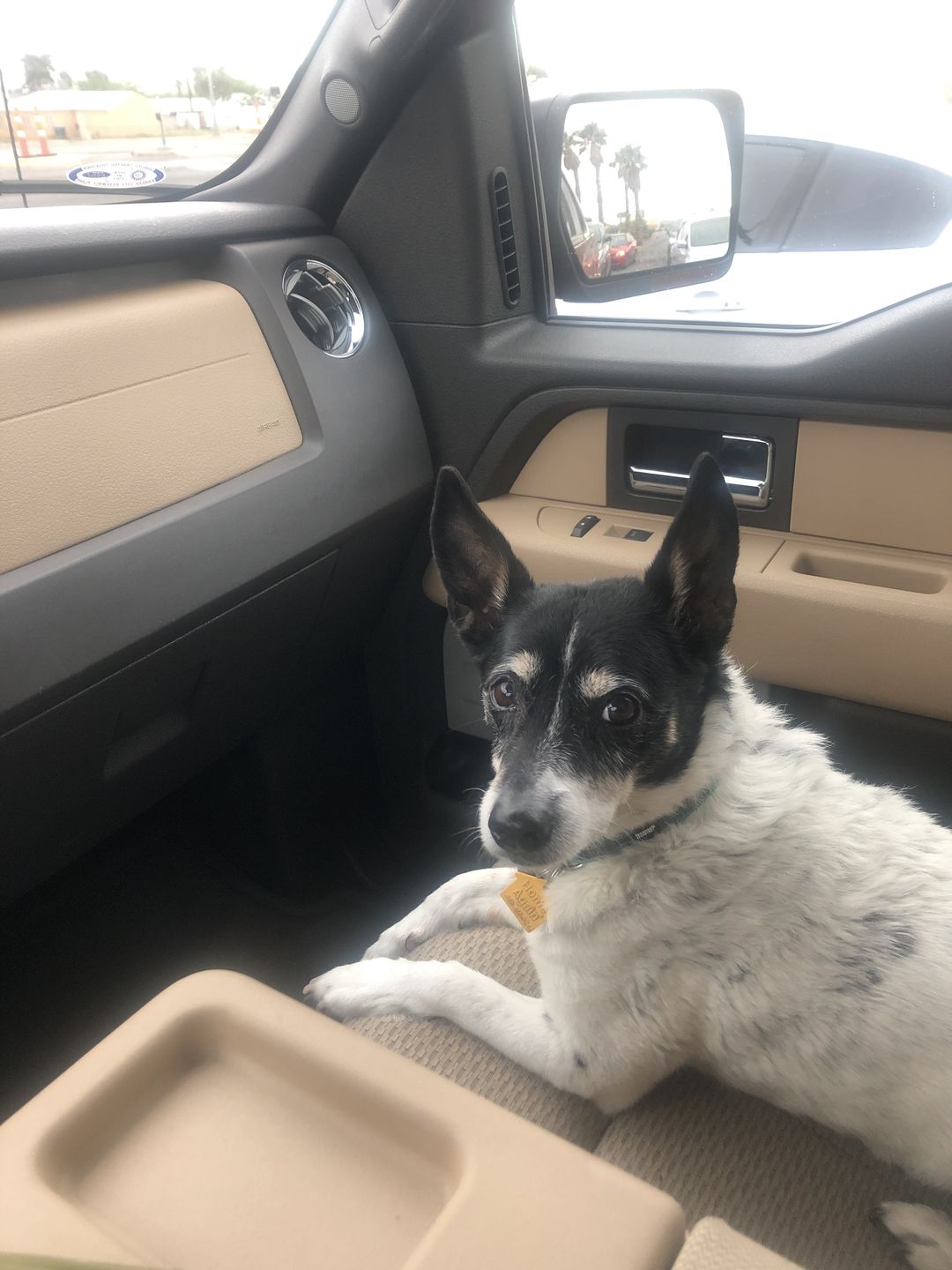 Customer photo review of Royal Canin Veterinary Diet - Hepatic. Canned Dog Food.