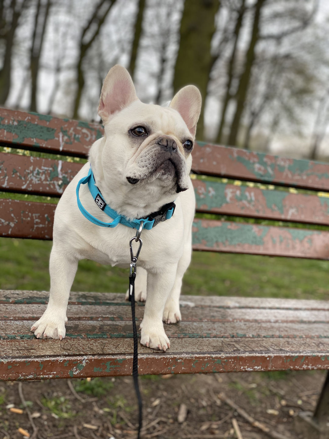 Customer photo review of 2.5cm Combat® Collar | With Handle & Rated Clip - Light Blue v2.0