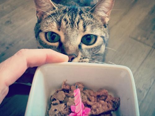 Avis photo d'un client sur Pâtée Chat Stérilisé Sans Céréales - Saumon
