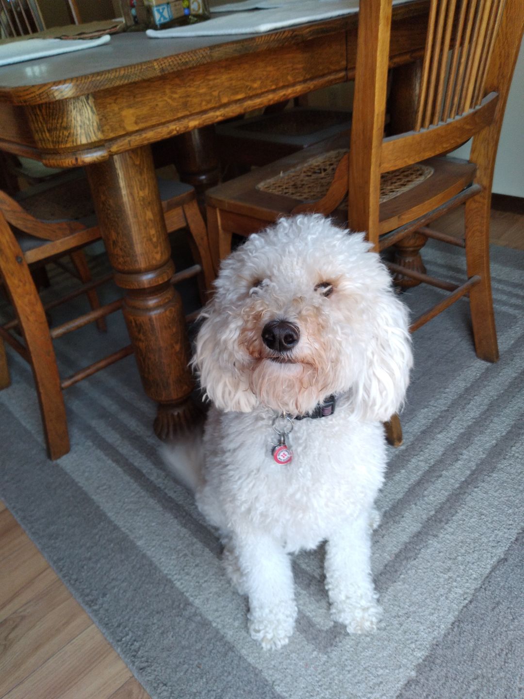 Customer photo review of Addison's Disease Dog Tag