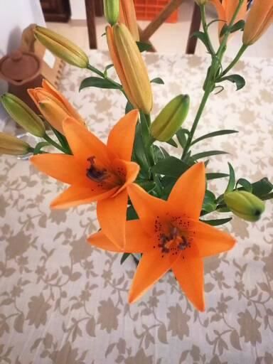 Customer photo review of Asiatic Lily