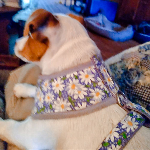 Customer photo review of Purple daisy flower dog harness/ girl floral dog harness