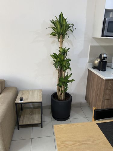 Customer photo review of Palo de Brasil