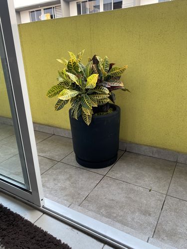 Customer photo review of Croton