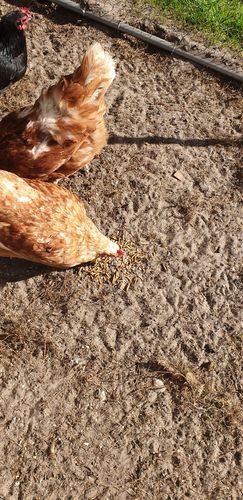 Customer photo review of BlackTasty™ Futtermittel aus Insekten