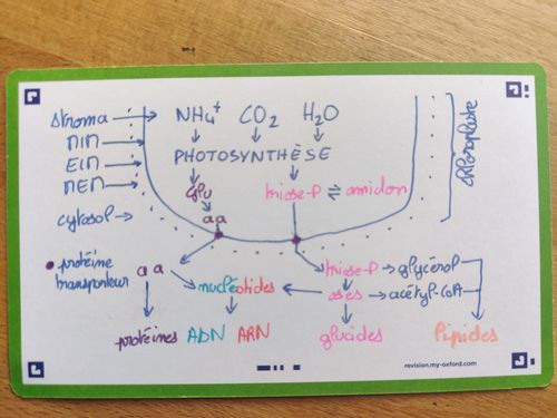 Avis photo d'un client sur Flashcards FLASH 2.0 OXFORD # 80 cartes 7,5 x 12,5 cm - uni blanc