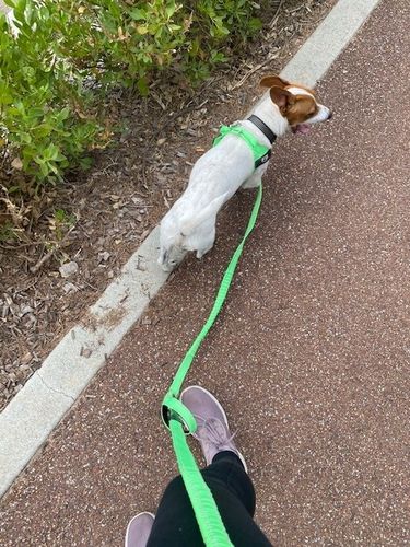 Customer photo review of DF Co. Neon Green Dog Harness