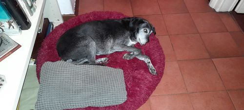 Customer photo review of Cuccia Antistress Per Pelosetti - Super Cucciolo®