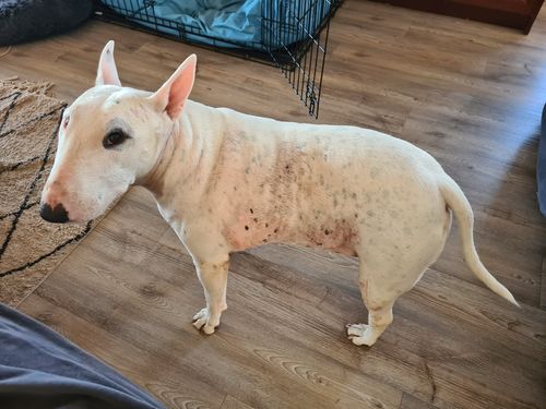 Customer photo review of Ruff Skin Salvation - Skin repair balm for dogs