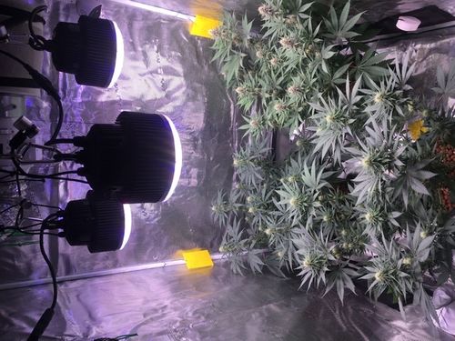 Customer photo review of PhatSlim 1XL Dimmable LED Grow Light (gen6) 104w 3500k