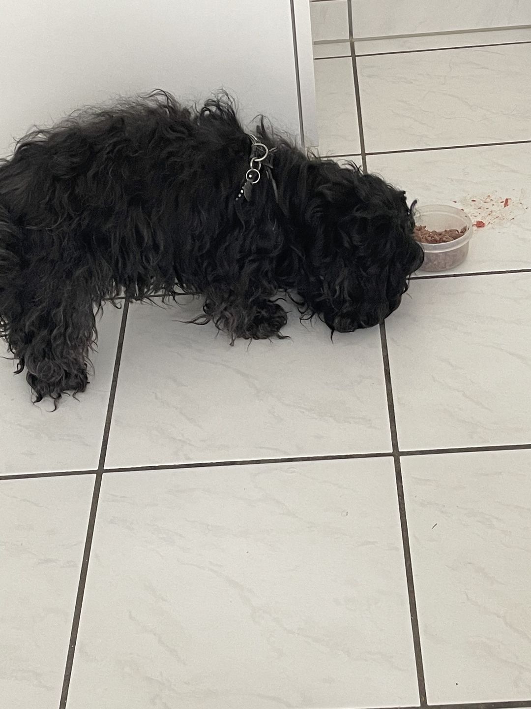 Customer photo review of NutriDog Starter-Box - 3 Sorten in 200g Portionen