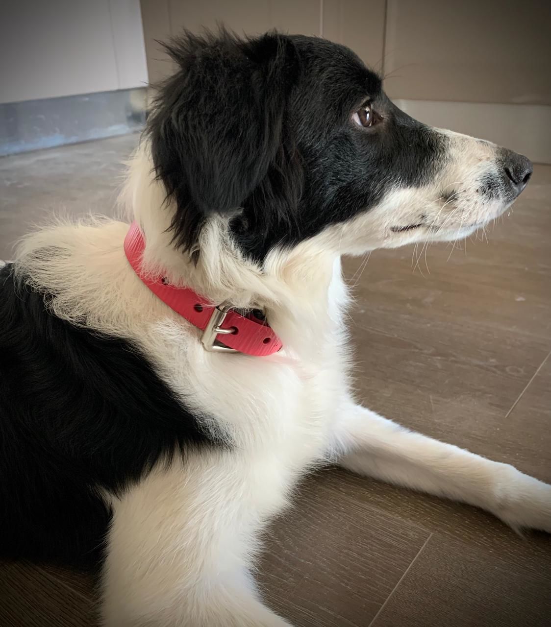 Customer photo review of Collar Duke Fucsia Corrugado/Rosado Corrugado