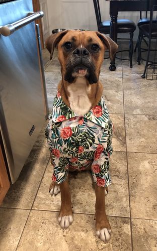 Boxer Hawaiian Shirt – Everything Boxer 