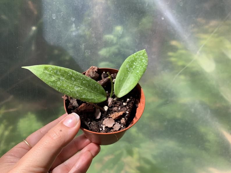 Customer photo review of 3" Hoya Fungii