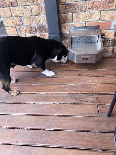 Customer photo review of Pet Rehydration Station