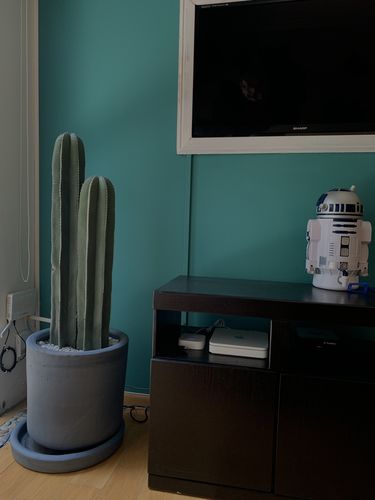 Customer photo review of Cactus Órgano