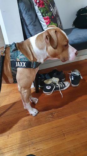 Customer photo review of Custom Name Patch For Dog Harness