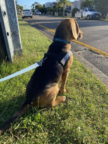 Customer photo review of Dog Friendly Co. Harness