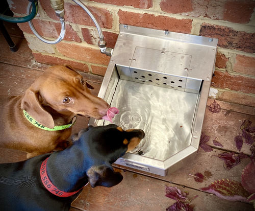 Customer photo review of Pet Rehydration Station