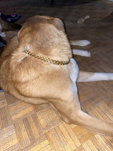 Customer photo review of Cuban Link 20mm Dog Gold Chain Collar