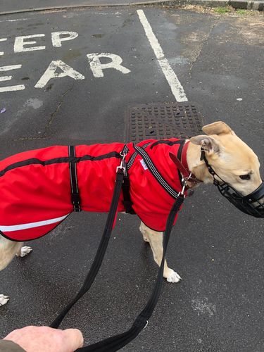Customer photo review of Greyhound Water Resistant Dog Coat