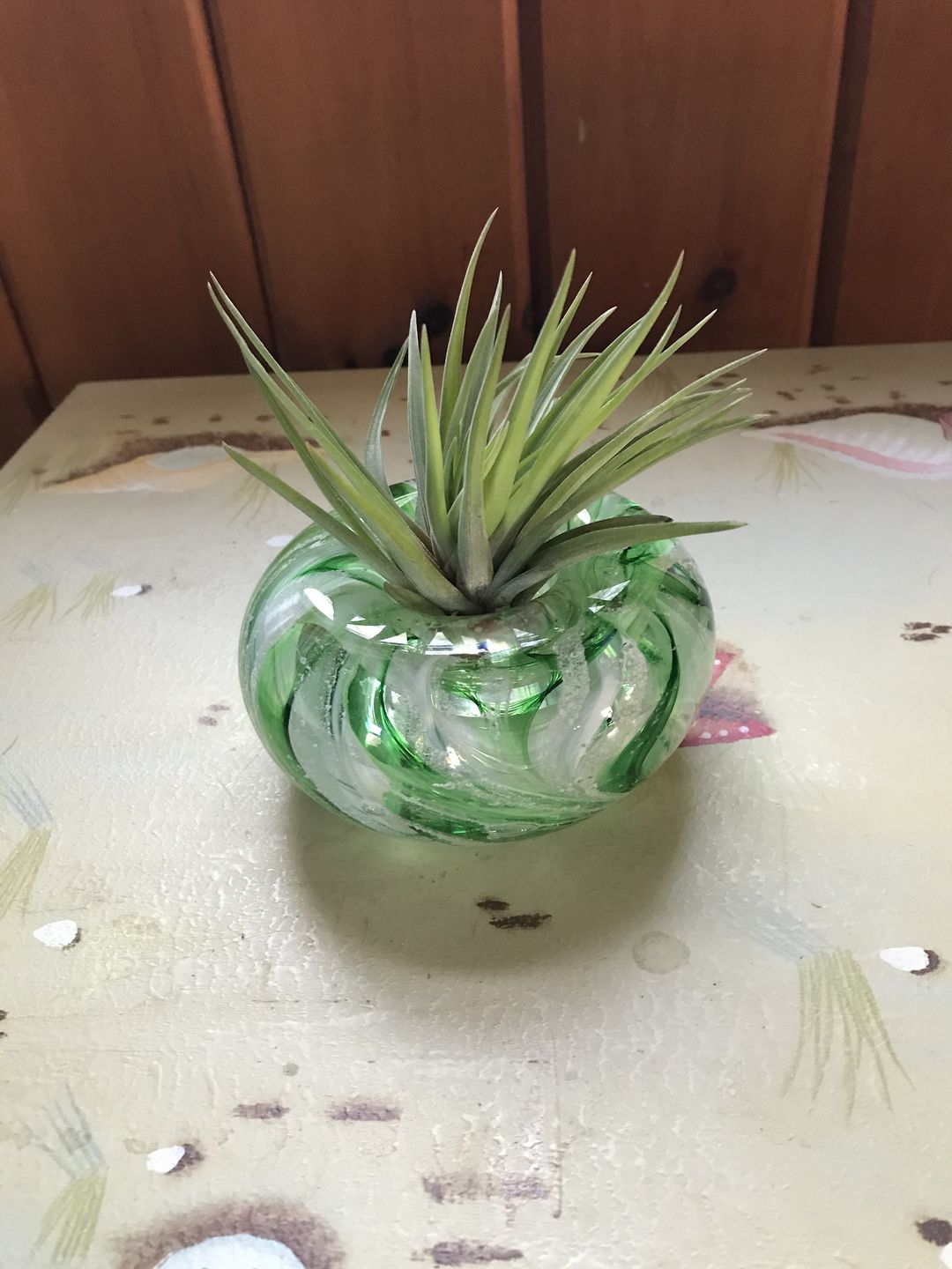 Customer photo review of Medium Air Plant Planter with Cremation Ashes