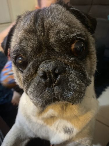 Customer photo review of Tips & Toes - Nose and Paw Balm