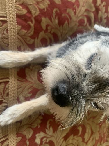 Customer photo review of Pup Wax Vegan Pro Dog Nose Balm and Paw Wax