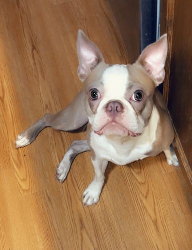 Customer photo review of HappieWatch - Bulldog Duke