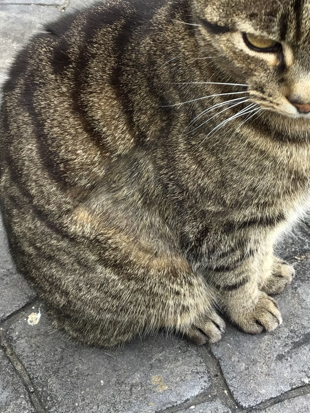Customer photo review of Cat Spray