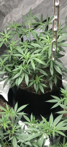 Customer photo review of Fabric Pots w/ Handles 5 Pack