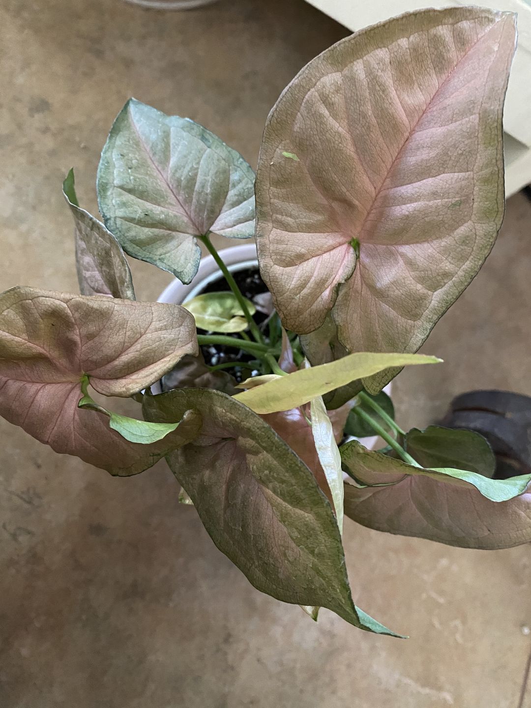 Customer photo review of 4" Syngonium Regina Red