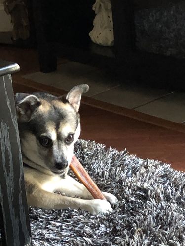 Customer photo review of 12 Inch Monster Bully Sticks