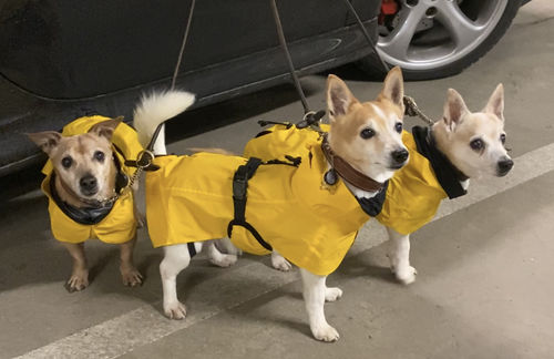Customer photo review of Visibility Raincoat Lite Yellow for Dogs