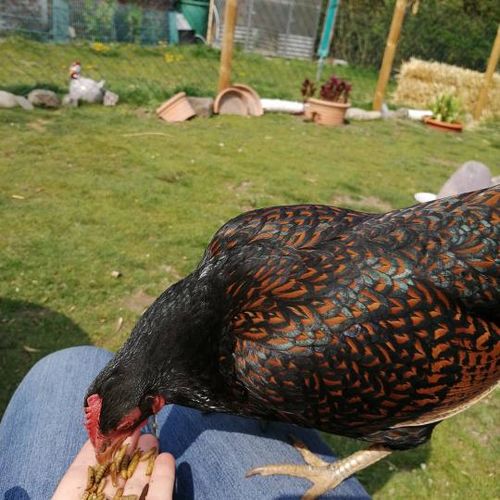 Customer photo review of BlackTasty™ Futtermittel aus Insekten