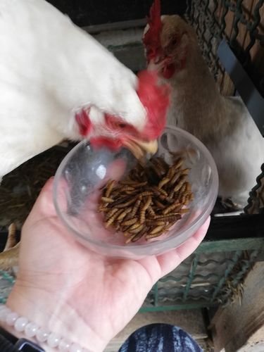 Customer photo review of BlackTasty™ Futtermittel aus Insekten