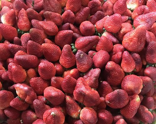 Customer photo review of Frutilla