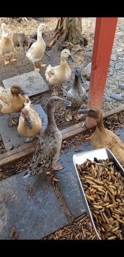 Customer photo review of GrubTerra Dried Larvae