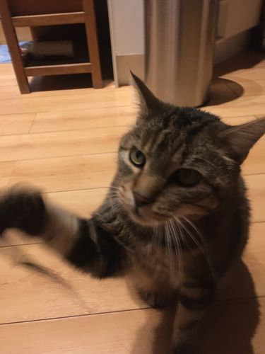 Customer photo review of Chaussettes Personnalisées Animal