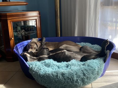 Customer photo review of Cuccia Antistress Per Pelosetti - Super Cucciolo®