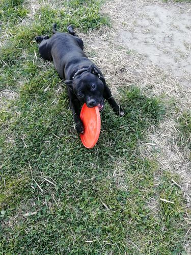 Customer photo review of IMPERIAL FOOD OCEANS MONOPROTEICO ARINGA - GLUTEN FREE