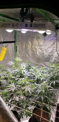 Customer photo review of Optic 4XL NextGen 500W Dimmable COB LED Grow Light (UV/IR) 3500k COBs 120 Degree Lenses