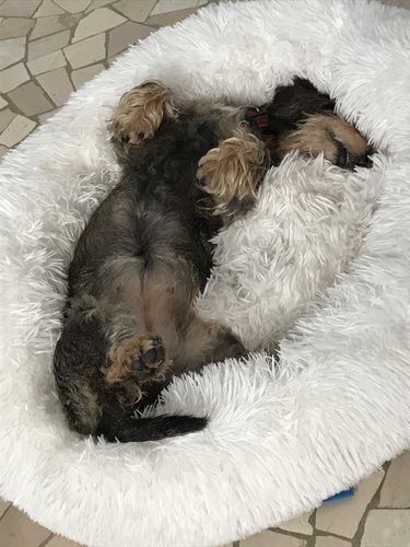 Customer photo review of Cuccia Antistress Per Pelosetti - Super Cucciolo®