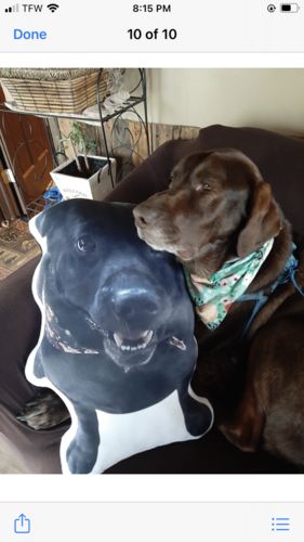 Customer photo review of Create A Custom Dog Pillow