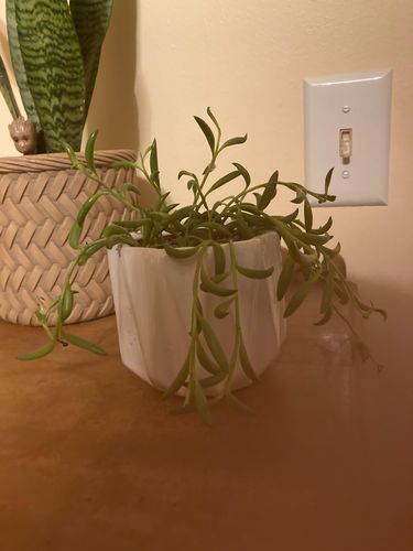 Customer photo review of String of Bananas