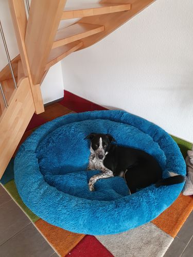 Customer photo review of Hundebett mit kuscheligem Plüsch herausnehmbares Kissen einfarbig