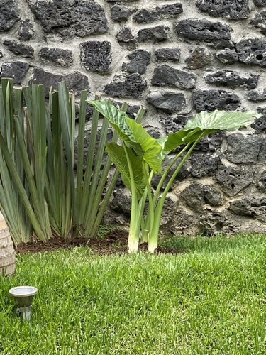 Customer photo review of Hoja Elegante