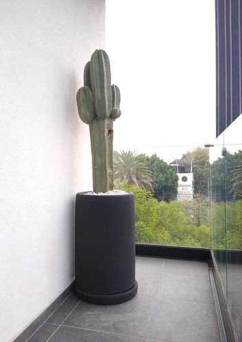 Customer photo review of Cactus Charro