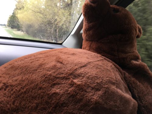 Customer photo review of SKOGGY BEAR