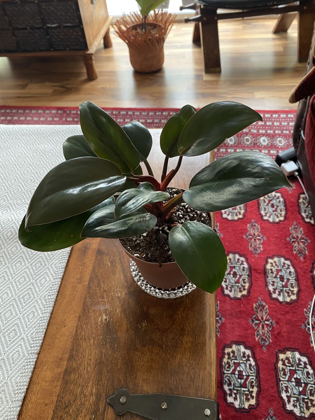 Customer photo review of PHILODENDRON RED CONGO